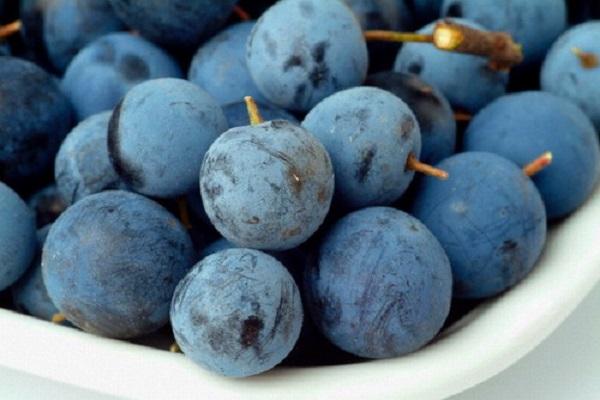 blackthorn berries