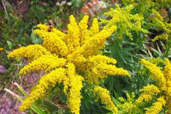 goldenrod hibridas