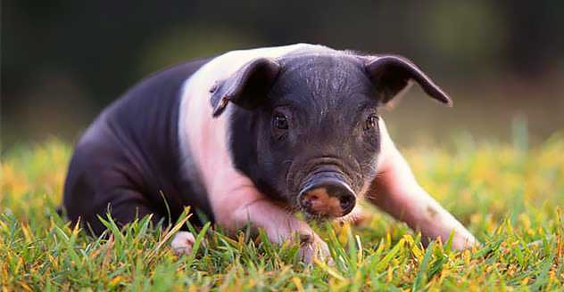 Hampshire pig breeds