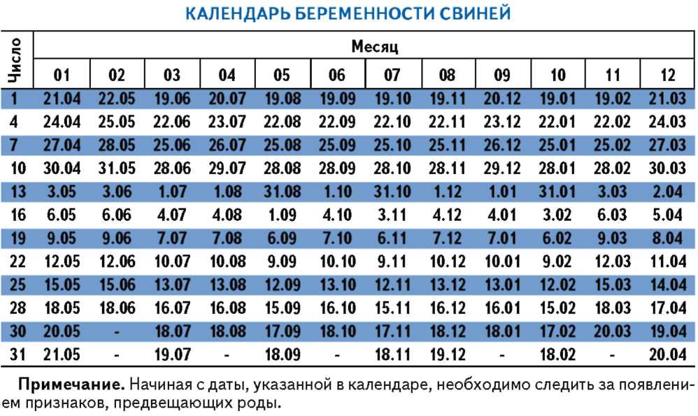 calendario de embarazo porcino