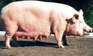 Description and characteristics of large white pig breed, keeping and breeding