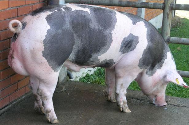 Pietrain pig breeds