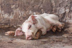 Signs and symptoms of pig diseases, their treatment and prevention