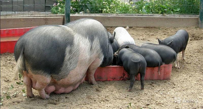 piglet feeding