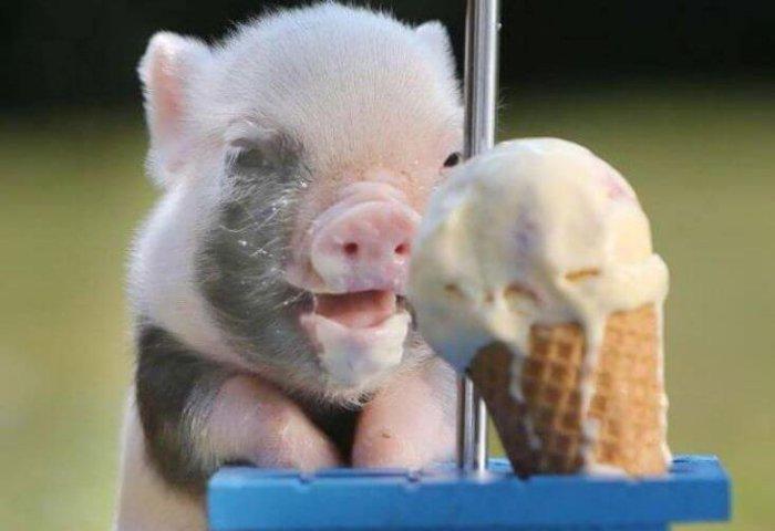 piglet and ice cream