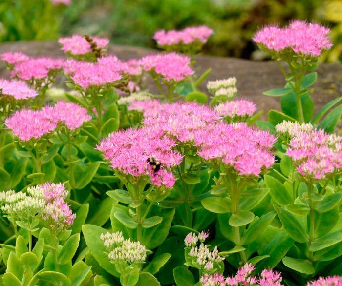 Sedum bloemen