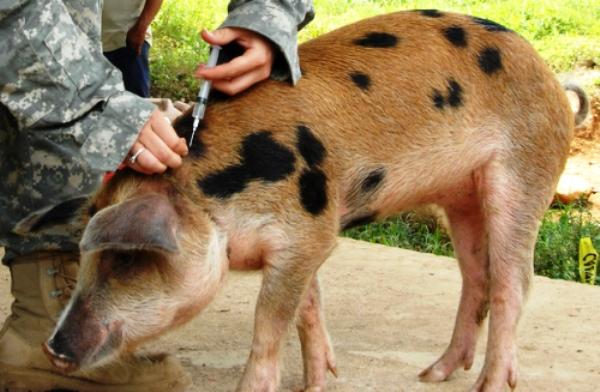 un pinchazo de cerdo