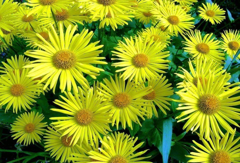 Doronicum flowers