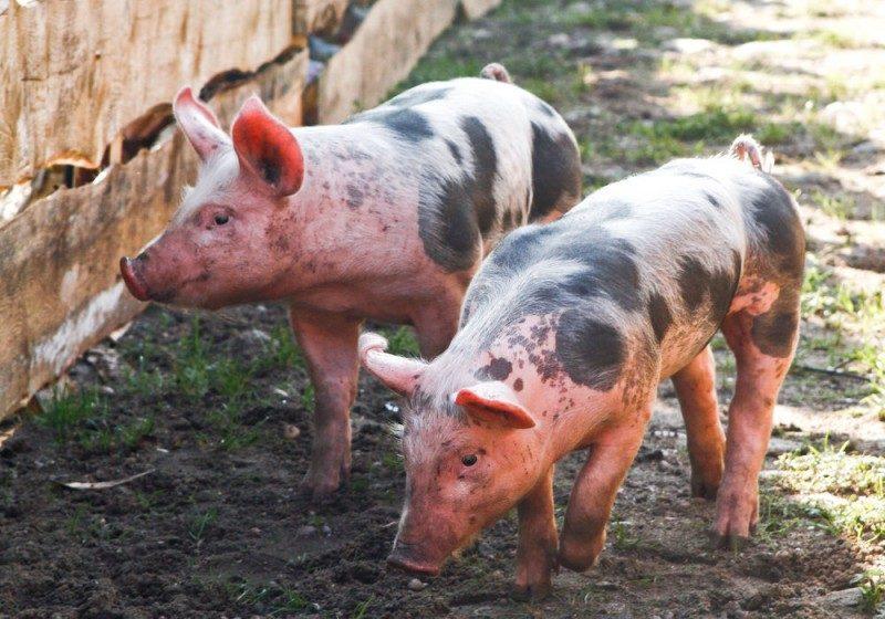 deux petits cochons