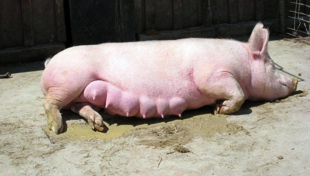 pregnant pig