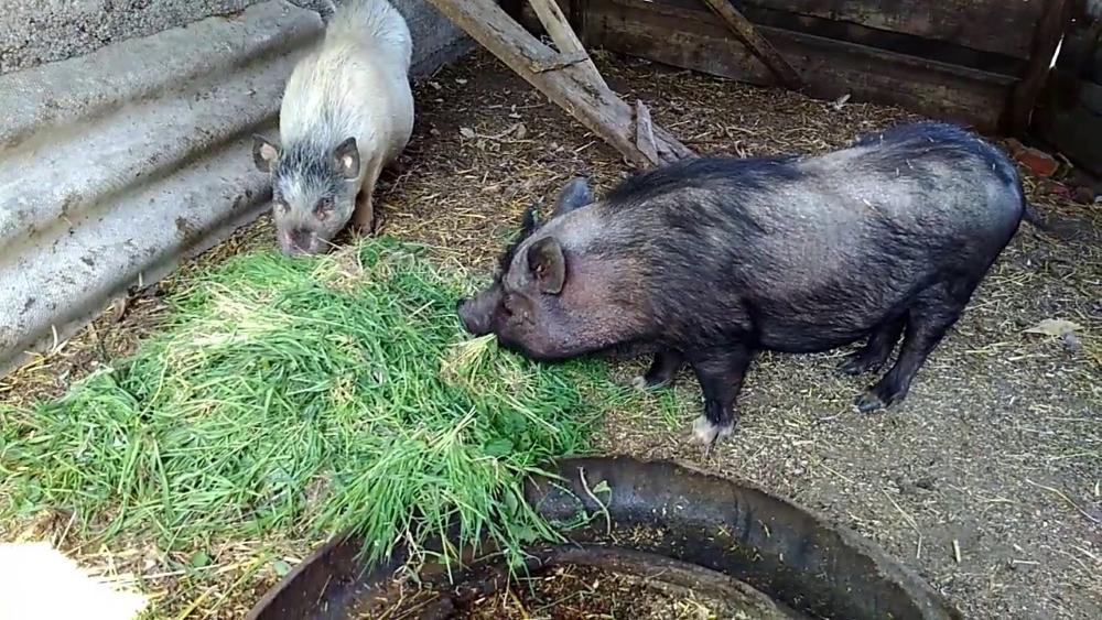 piglet feeding