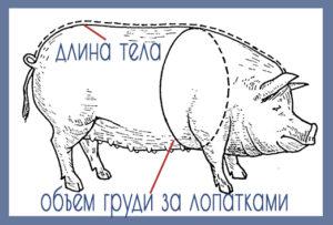 How to know and determine how much a pig weighs, table by size