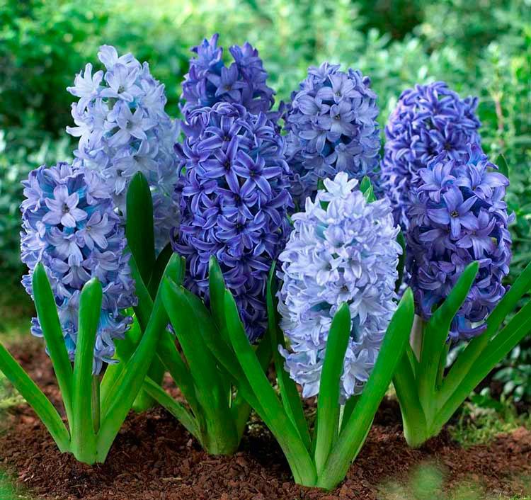 flowers hyacinths