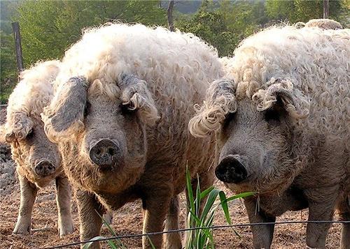 mangalica húngara