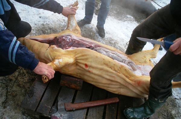 matanza de cerdos