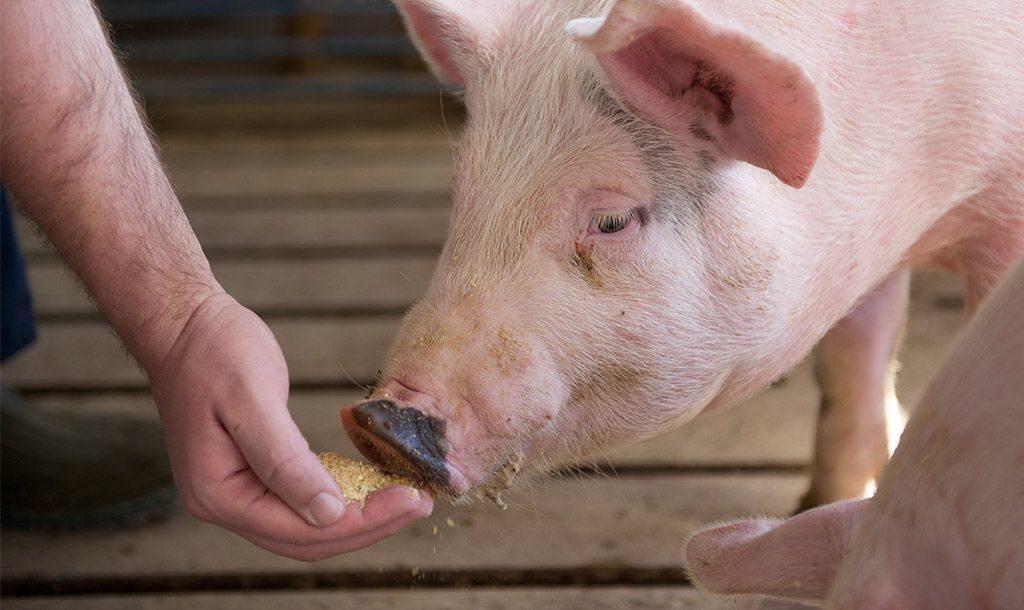 alimentando cerdos