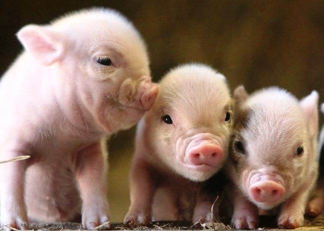 piglet breeding