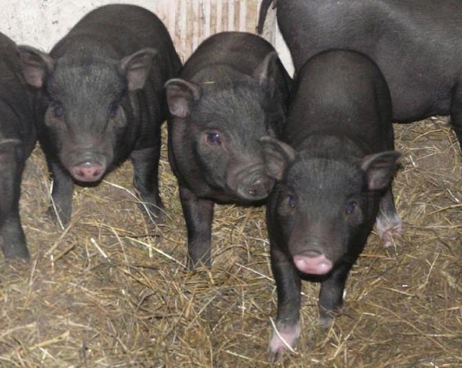 vietnamese piglets