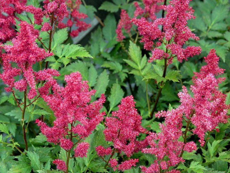 Astilba flowers