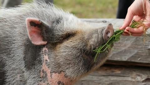 feeding pigs