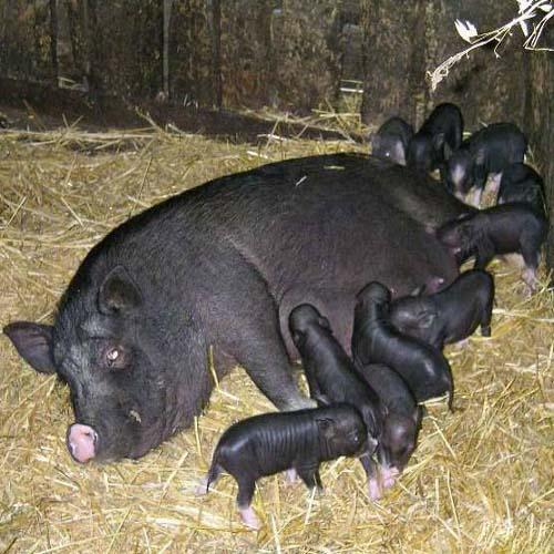 alimentando cerdos