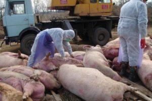 Causes and symptoms of African swine fever, danger to humans and how it is transmitted