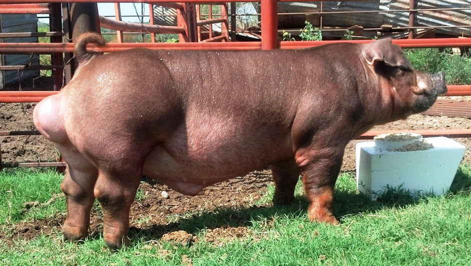 Raza de cerdo Duroc: descripción y características, condiciones de ...