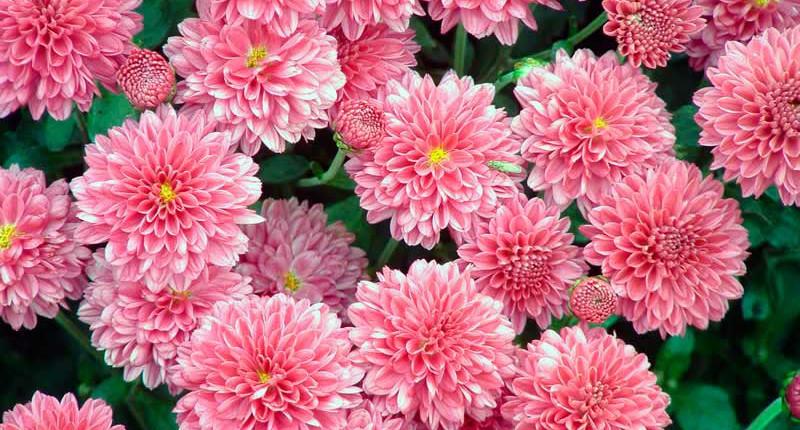 Chrysanthemum flowers