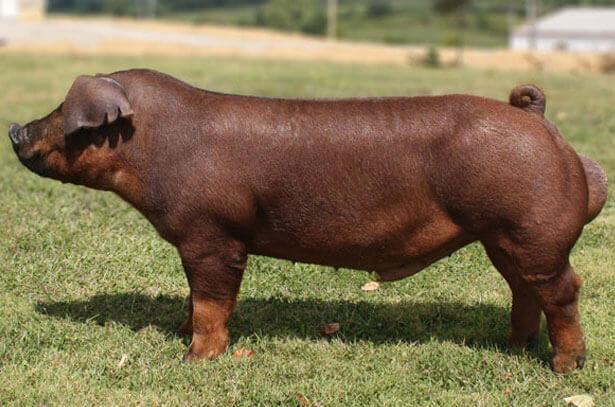 Duroc prase