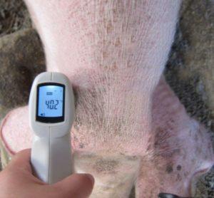 The rate and causes of fever in pigs, how to measure and how to treat