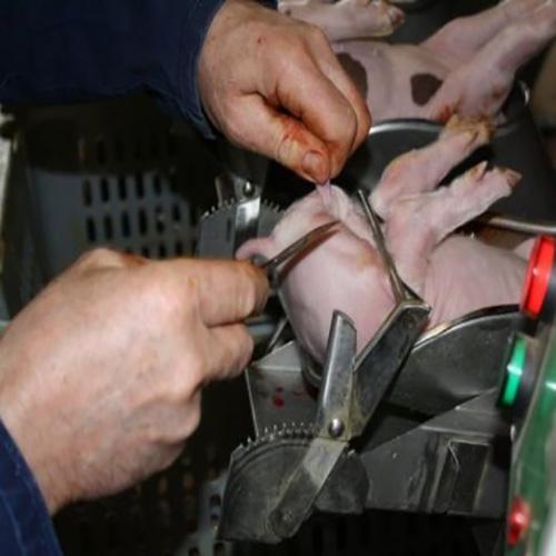 pig castration