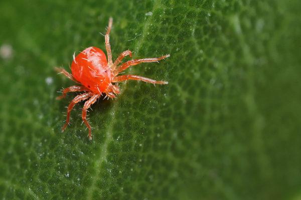 Ácaro araña.