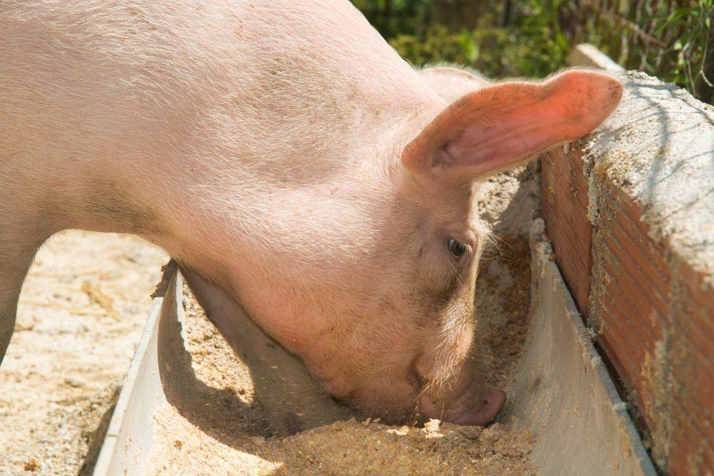 feeding pigs