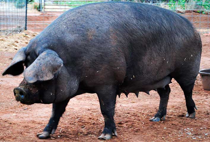 Large black breed