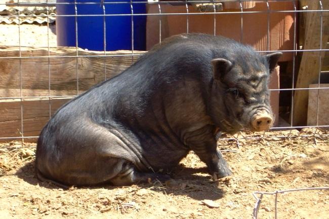 le cochon ne se lève pas quoi faire