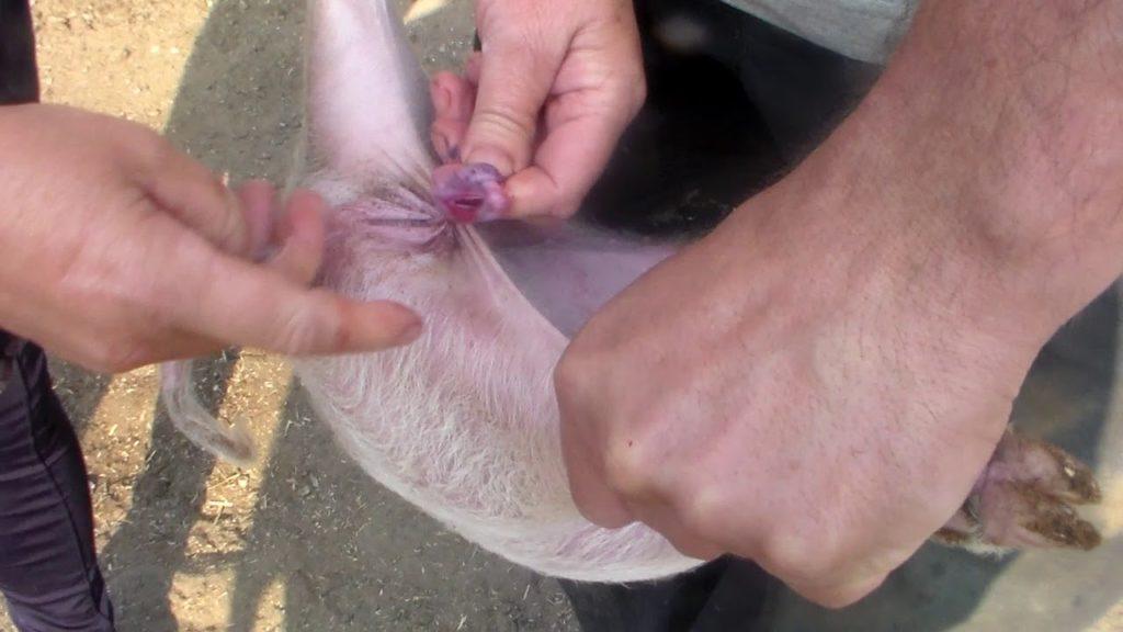 pig castration