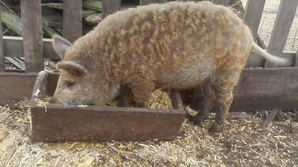 piglet feeding