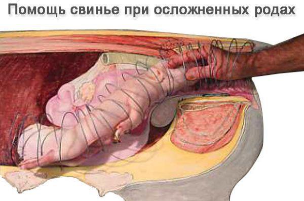 donner naissance à un cochon