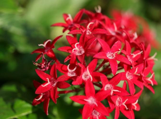 Lancet pentas