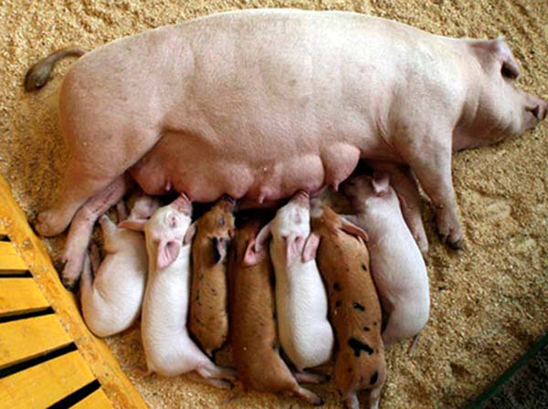 mom and pigs