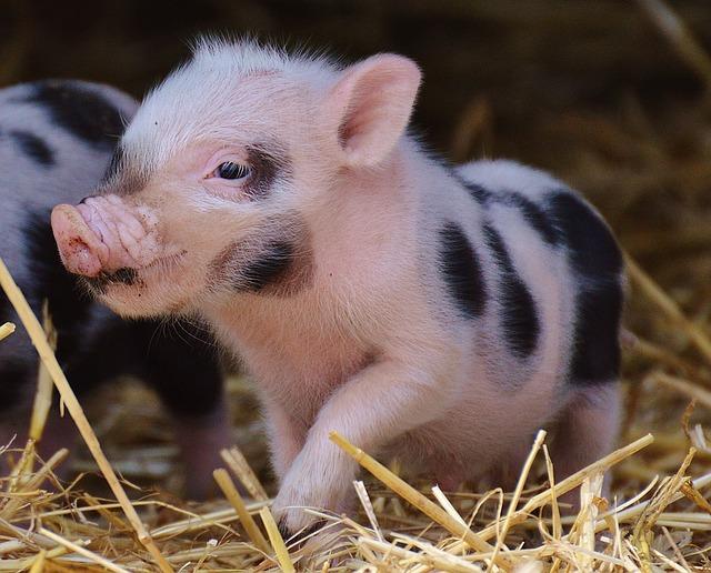 pequeño cerdo