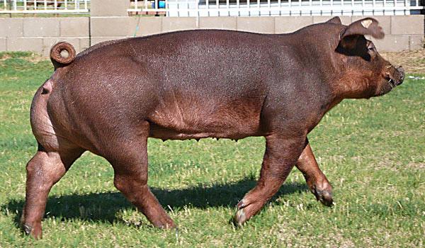 raza de cerdo duroc