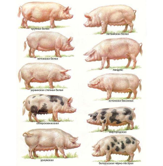 pig breeds