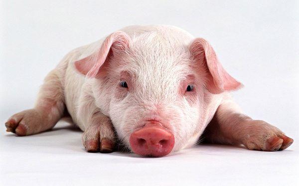 le cochon ne se lève pas