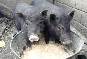 How to feed Vietnamese piglets at home to have more meat