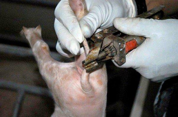 castration de porc