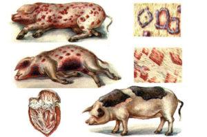 Causes and symptoms of pig erysipelas, methods of treatment and prevention