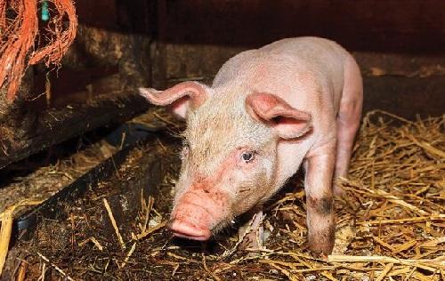 le cochon ne se lève pas