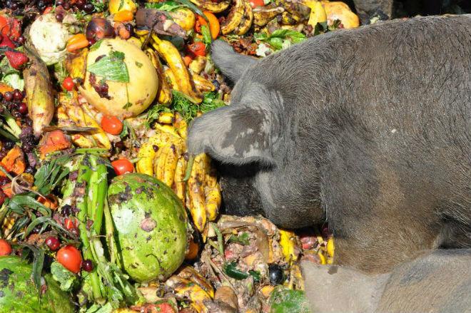 cerdo comiendo