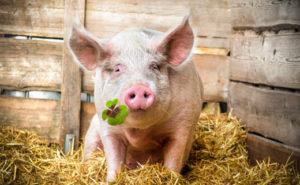 What do pigs eat and what to feed them to grow quickly at home